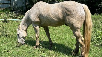 "STAR" Grey Gelding Quarter Horse