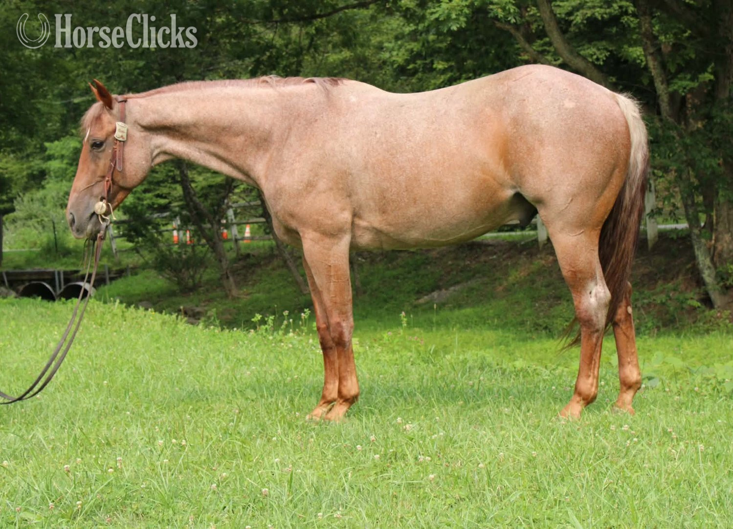 "TWISTER" Red Roan Gelding Quarter Horse in West Virginia