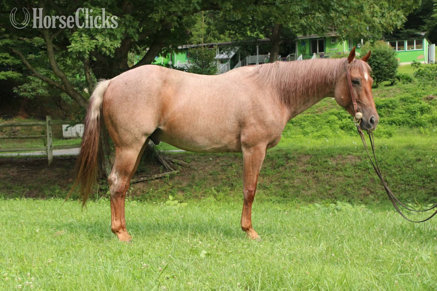 "TWISTER" Red Roan Gelding Quarter Horse