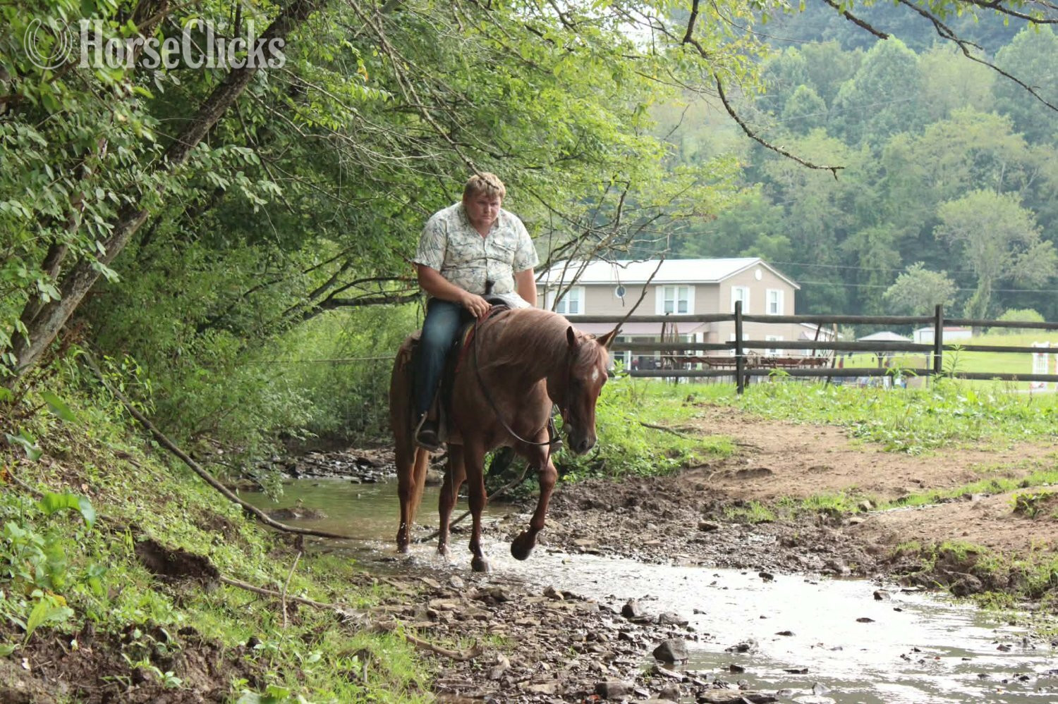 West Virginia "TWISTER" Red Roan Gelding Quarter Horse