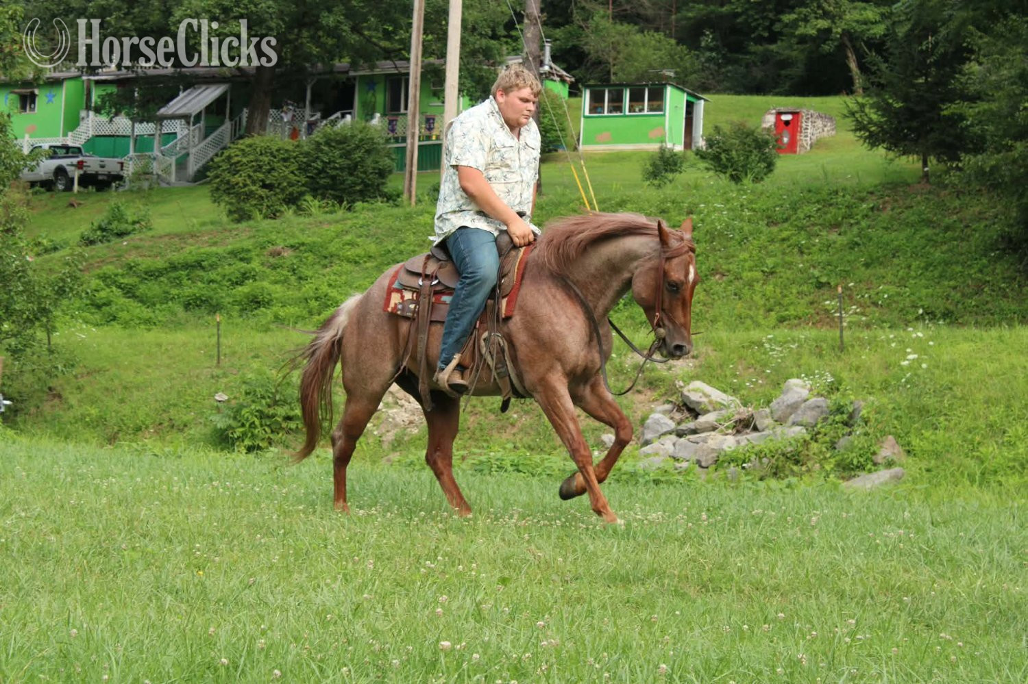 "TWISTER" Red Roan Gelding Quarter Horse - Quarter Horse
