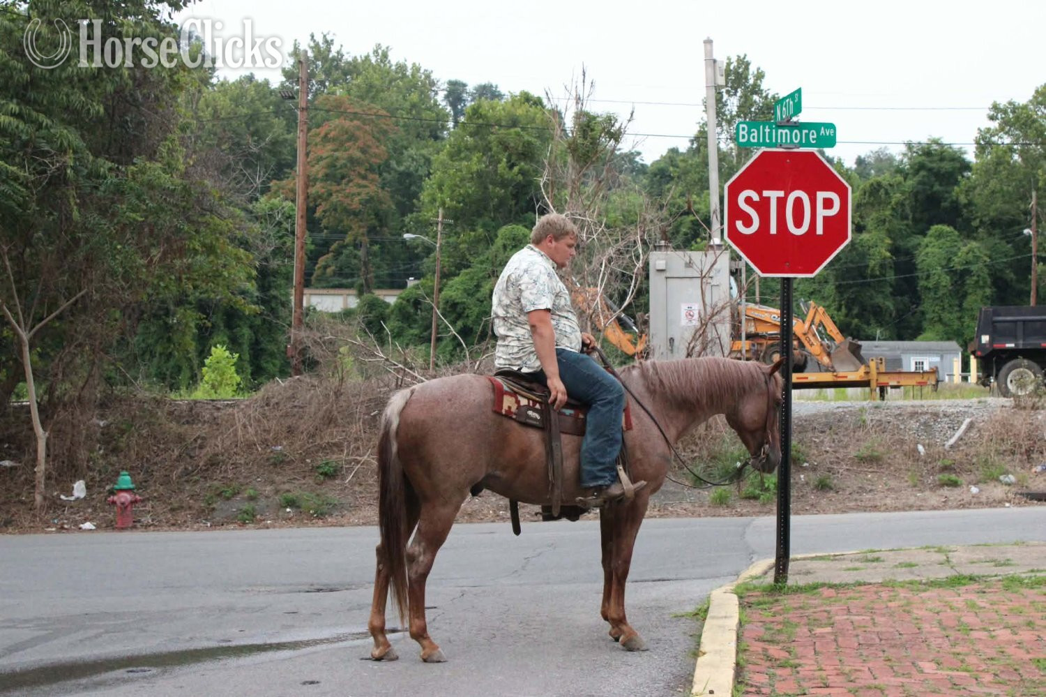 Quarter Horse - "TWISTER" Red Roan Gelding Quarter Horse