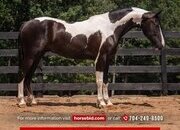 "Dash" Piebald Gelding Friesian