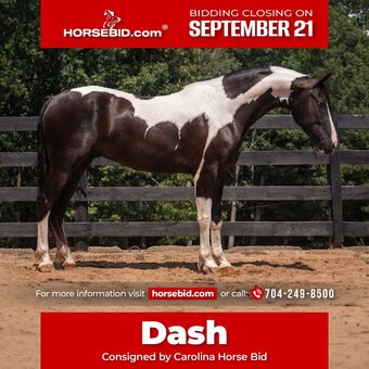 "Dash" Piebald Gelding Friesian