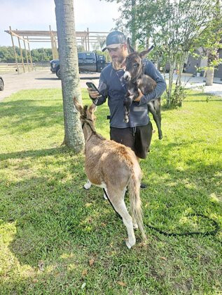 "SWEETHEARTS lovebugs "  Filly American Miniature - American Miniature in Florida
