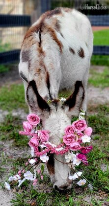 "SWEETHEARTS lovebugs "  Filly American Miniature