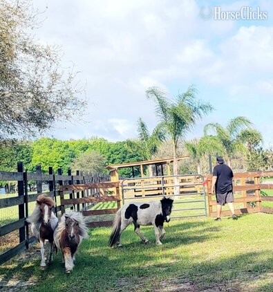 "SWEETHEARTS lovebugs "  Filly American Miniature Florida