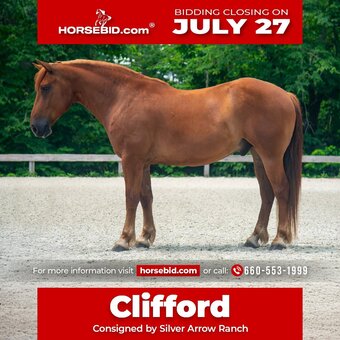 "Clifford " Sorrel Gelding Draft