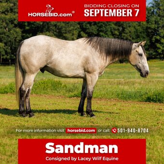 "Sandman" Grey Gelding Quarter Horse