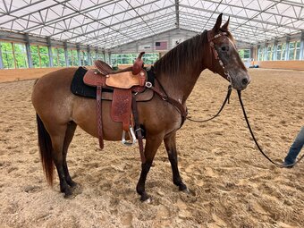 "CHEYENNE" Bay Mare Appaloosa