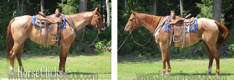 "Frost" Red Roan Gelding Quarter Horse in North Carolina