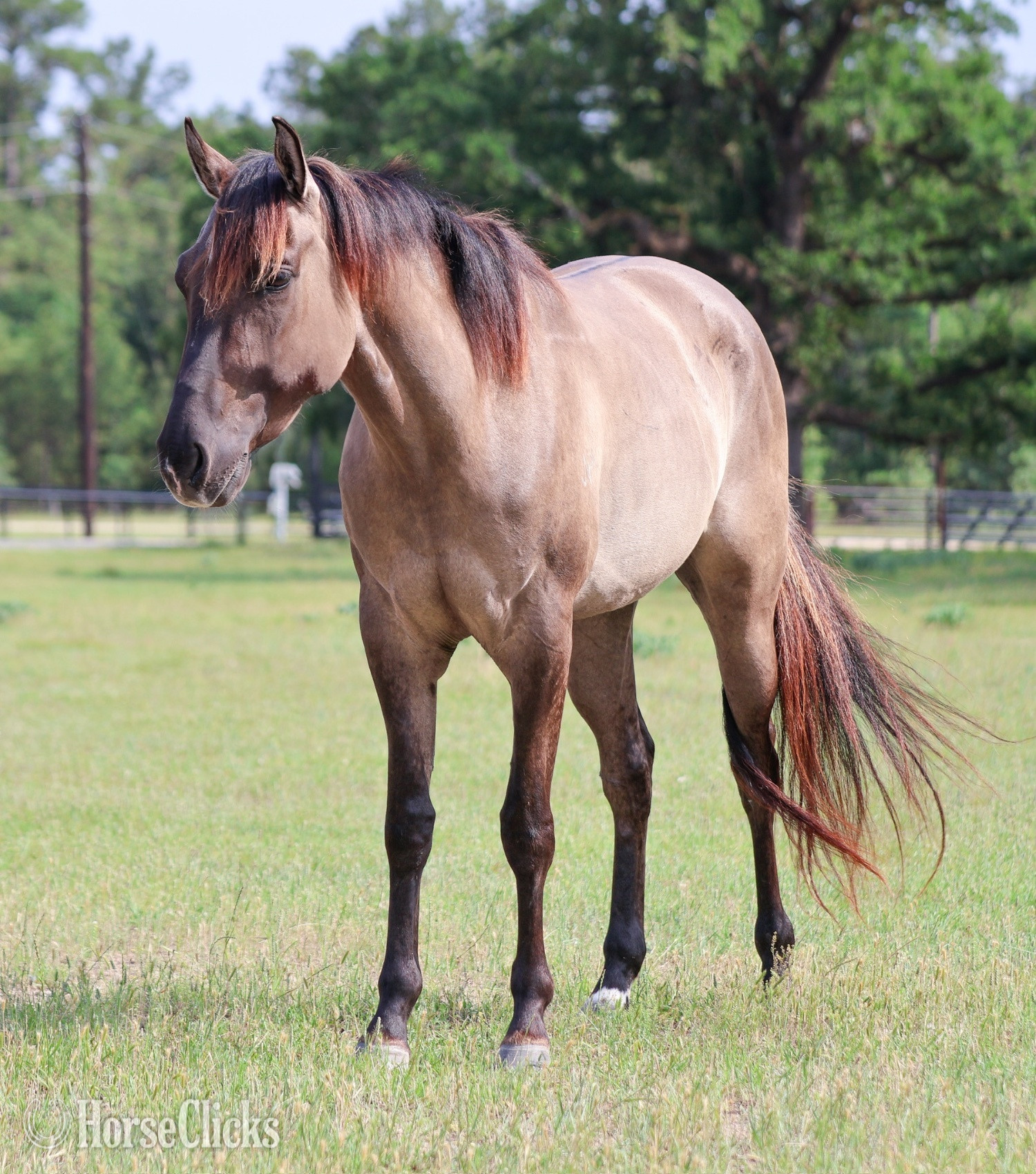 "Shes Got Da Blues" Grullo Mare Quarter Horse in Texas