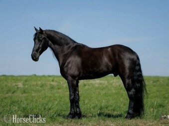 ""Arthur " " Black Gelding Friesian