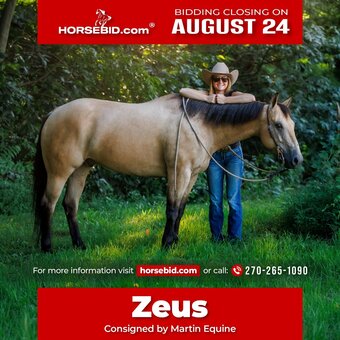 "Zeus " Buckskin Gelding Quarter Horse