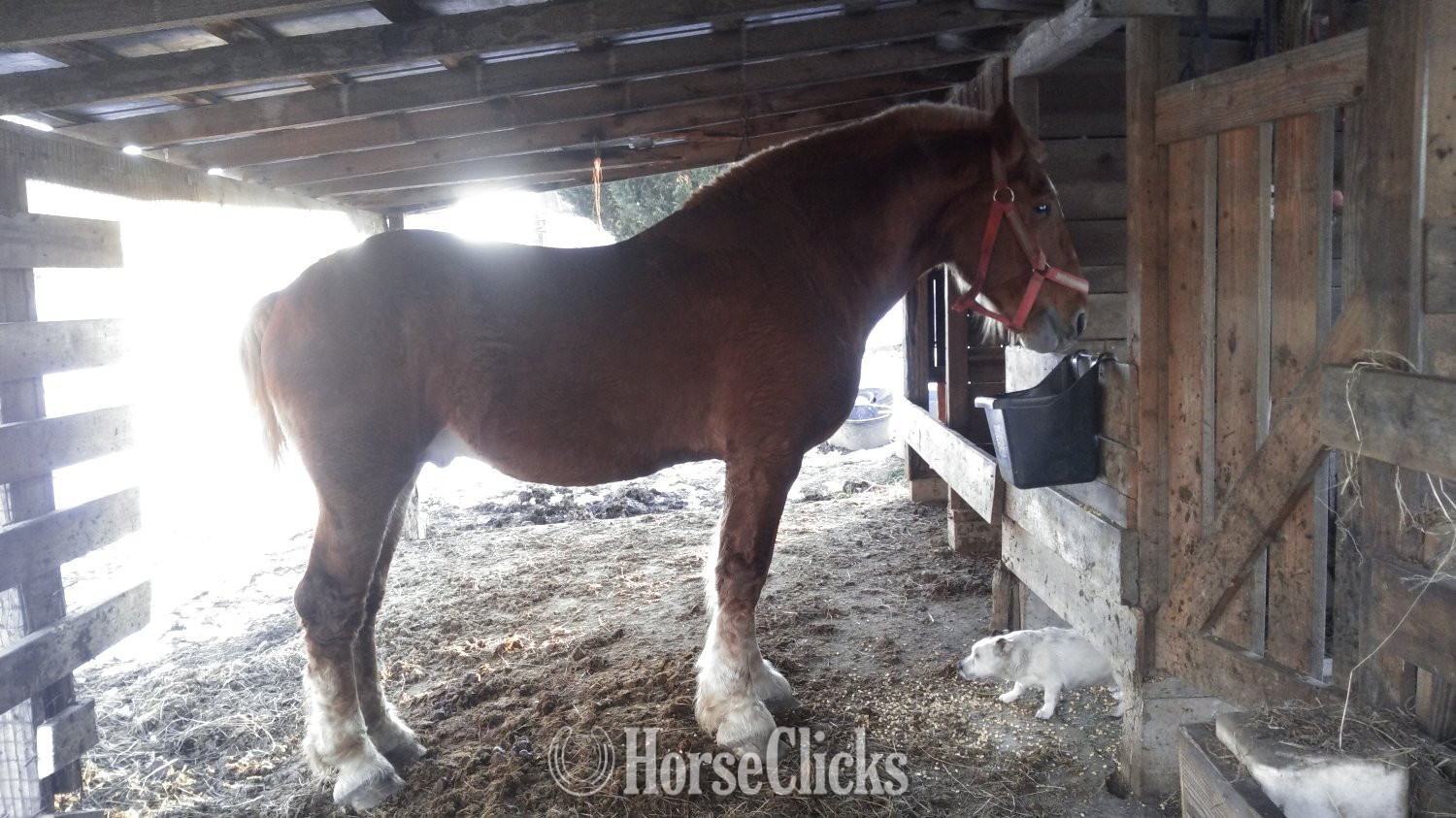 "No"  Stallion Belgian in North Carolina
