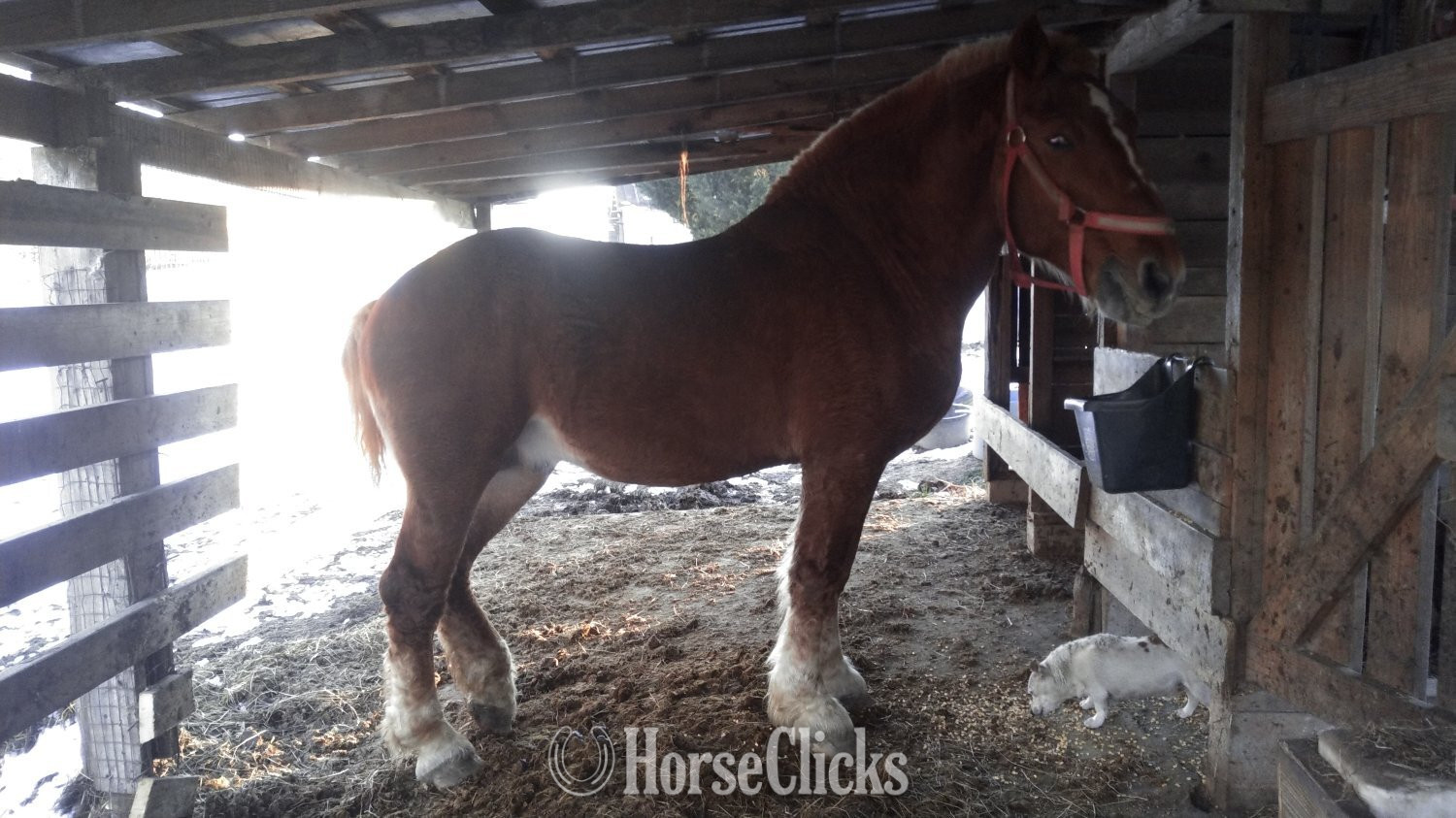 "No"  Stallion Belgian