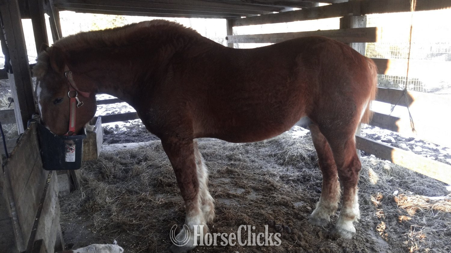 North Carolina "No"  Stallion Belgian