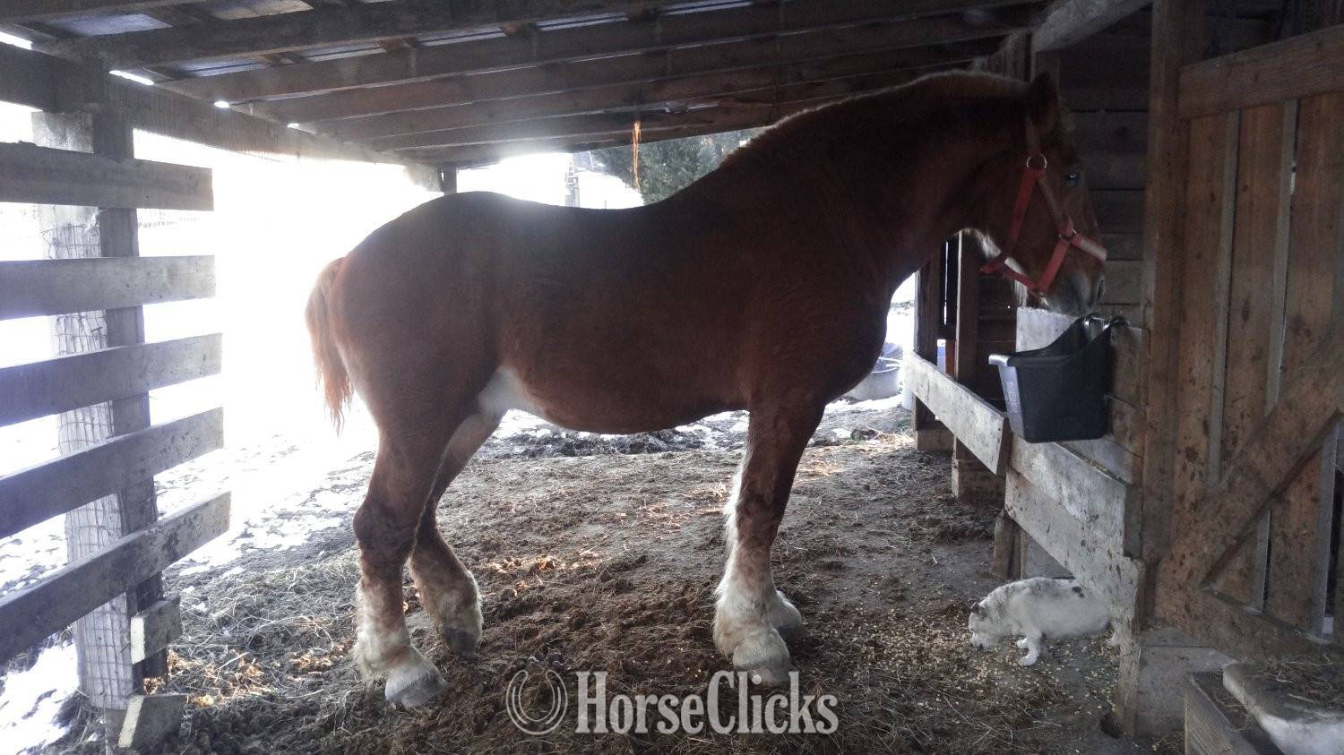 "No"  Stallion Belgian - Belgian
