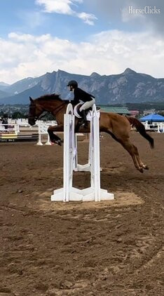Chestnut 17hh Mare for Lease