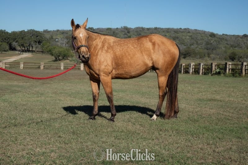 "Ivan" Chestnut Mare Appaloosa