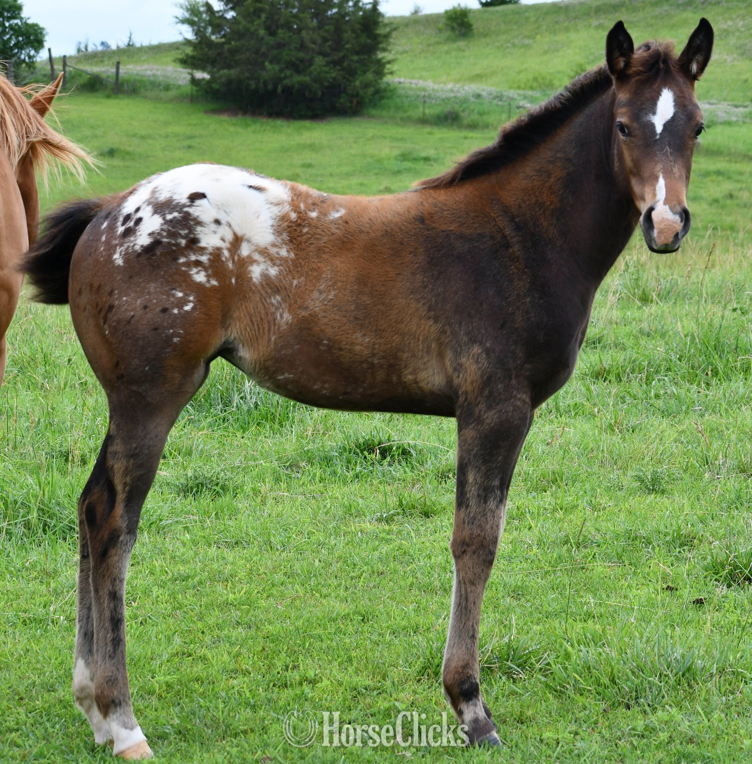 "Sonny Pymts OK" Bay Roan Filly Appaloosa in Missouri