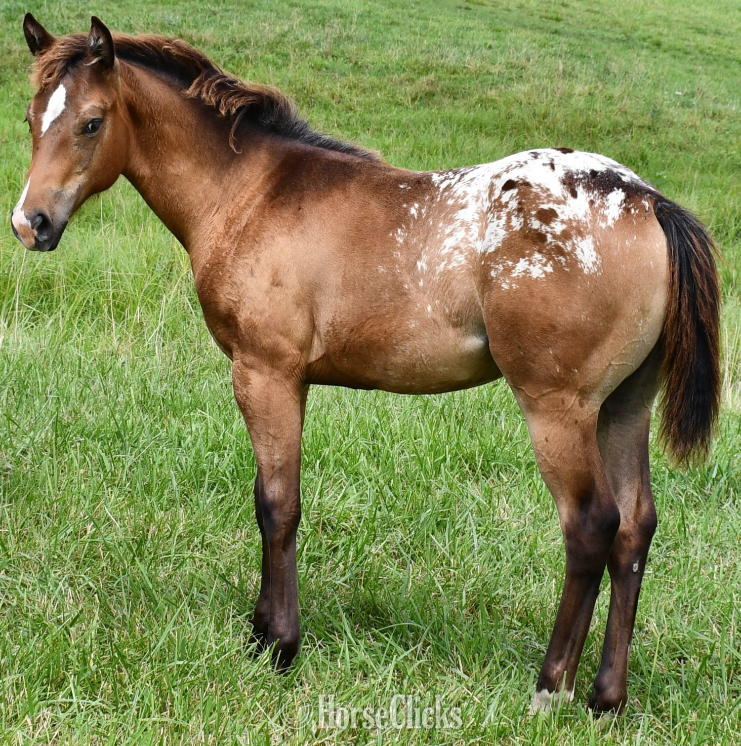 "Sonny " Bay Roan Filly Appaloosa in Missouri