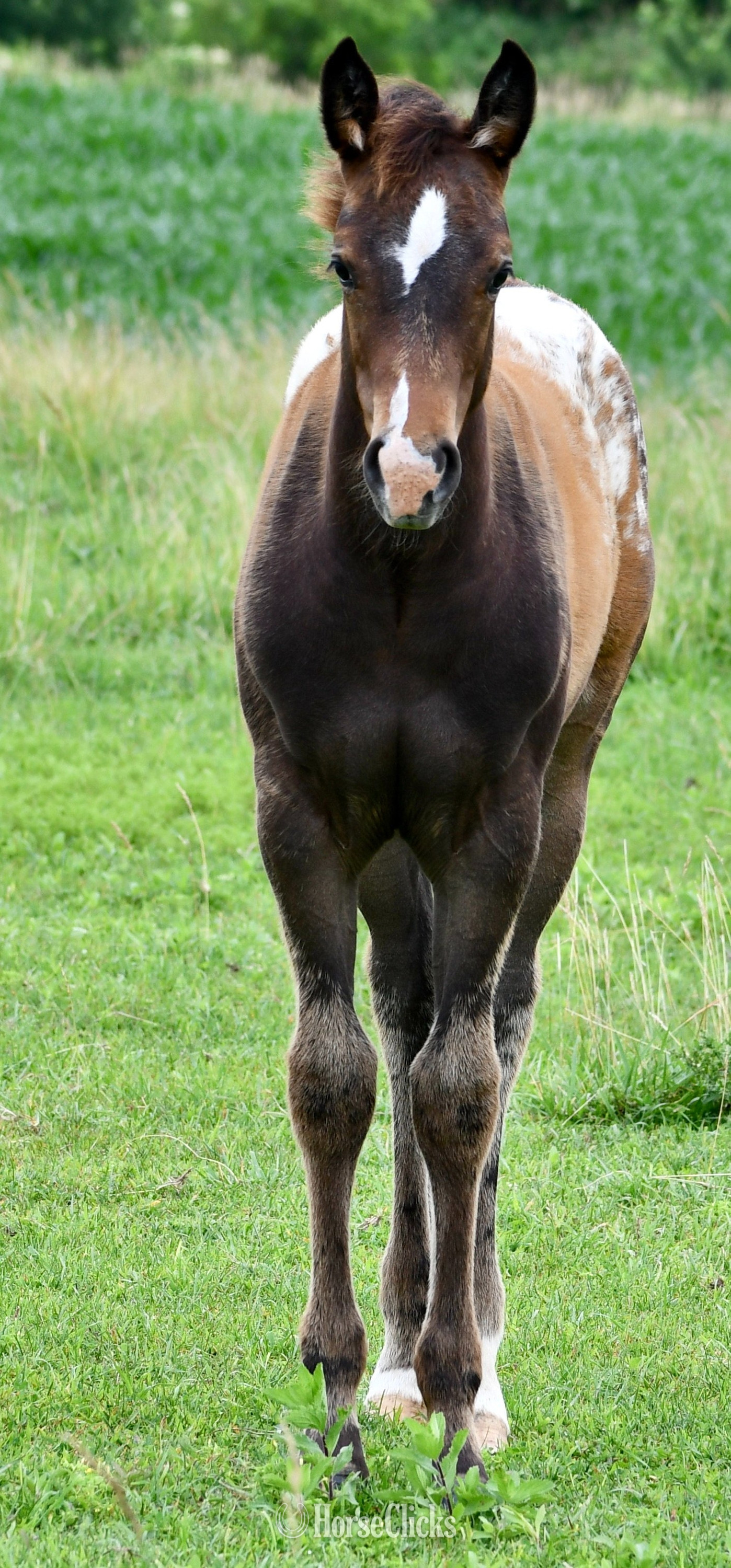 "Sonny Pymts OK" Bay Roan Filly Appaloosa