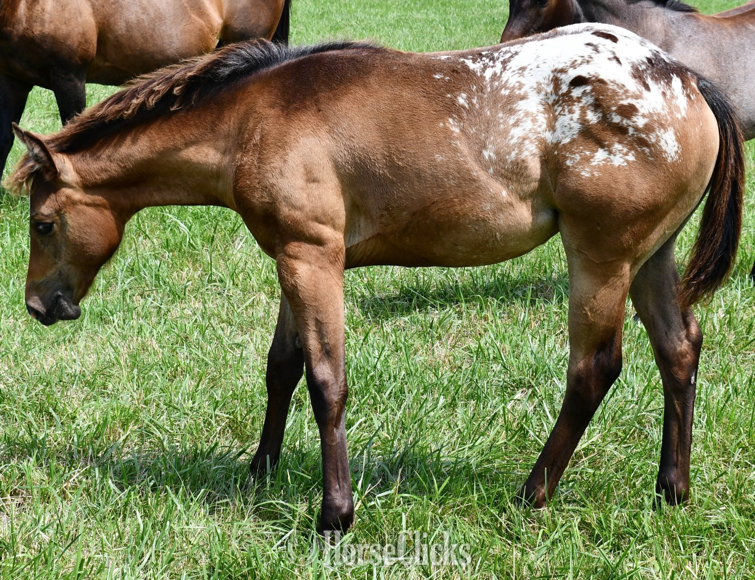 "Sonny " Bay Roan Filly Appaloosa