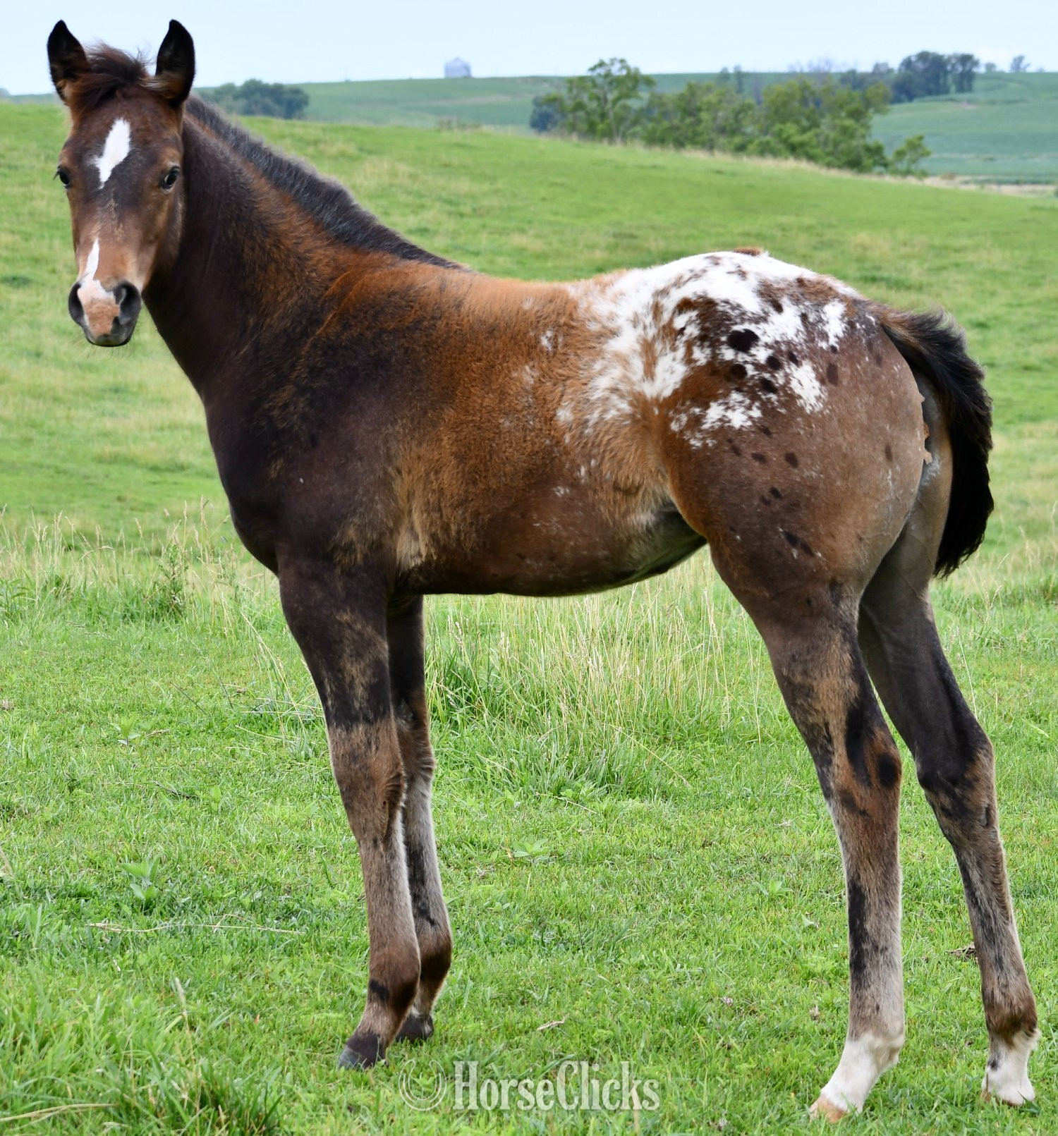 Missouri "Sonny Pymts OK" Bay Roan Filly Appaloosa