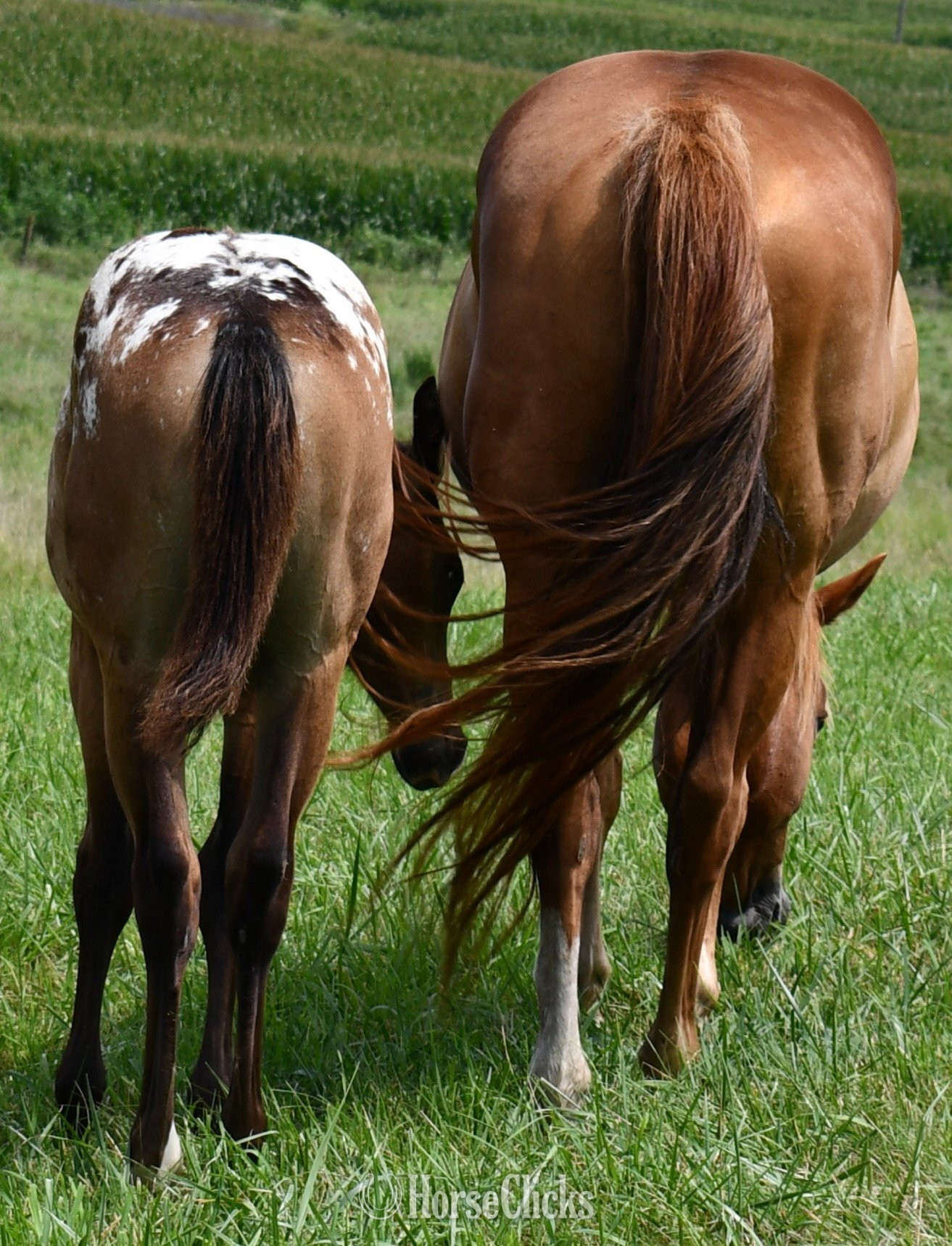 Missouri "Sonny " Bay Roan Filly Appaloosa