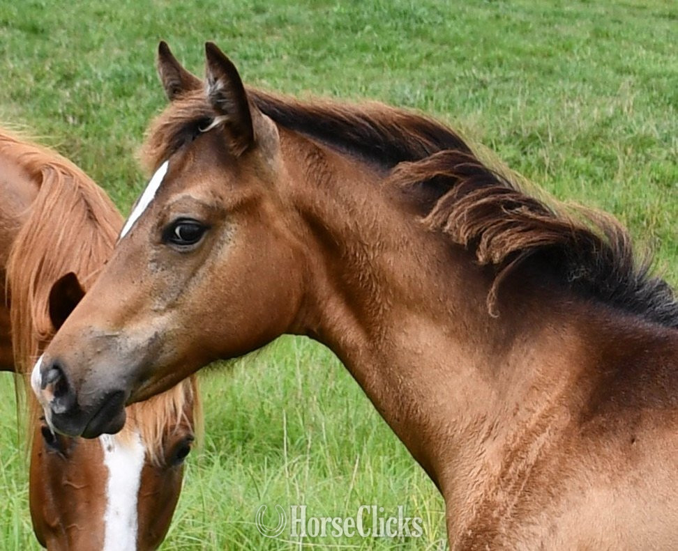 "Sonny " Bay Roan Filly Appaloosa - Appaloosa in Missouri