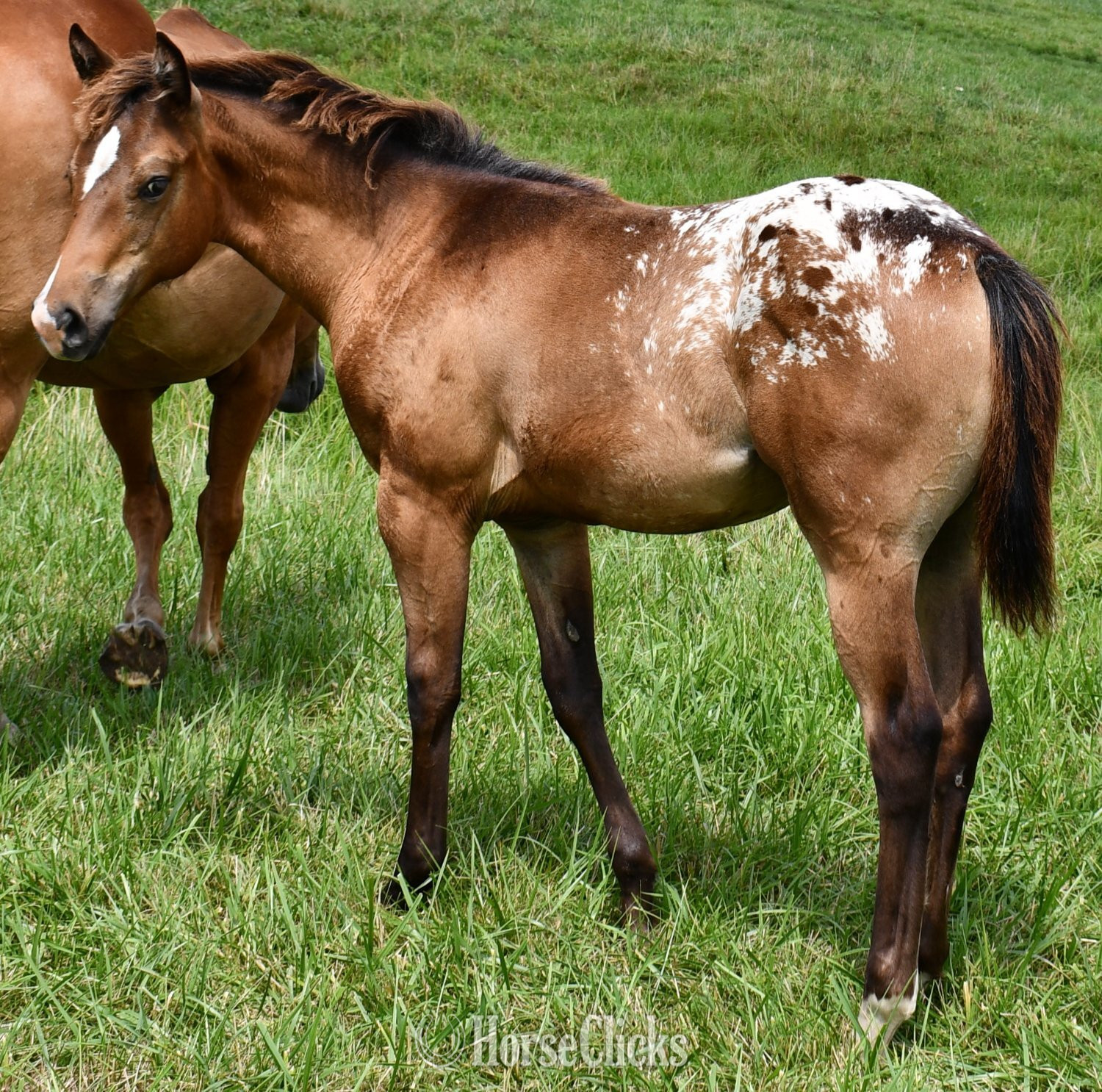 "Sonny " Bay Roan Filly Appaloosa - Appaloosa