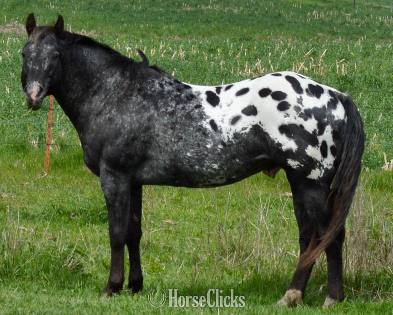 Appaloosa - "Sonny " Bay Roan Filly Appaloosa in Missouri