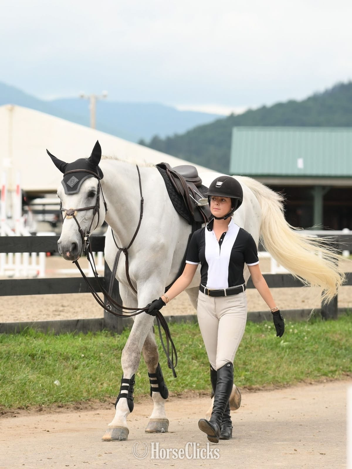 "Bavarian warmblood " White Gelding Warmblood