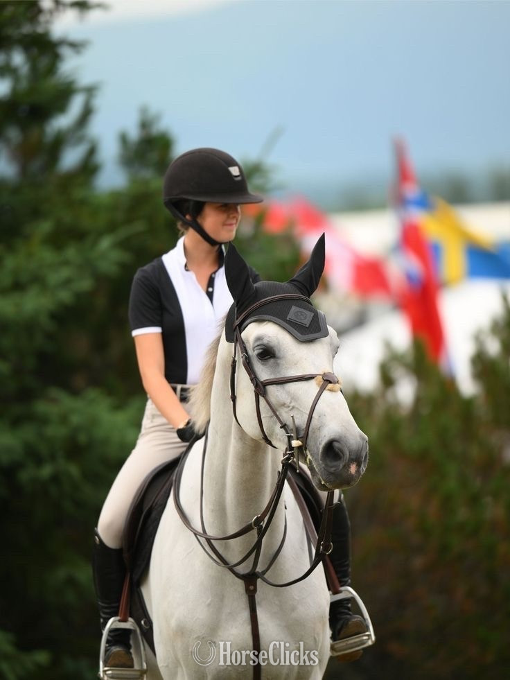Tennessee "Bavarian warmblood " White Gelding Warmblood