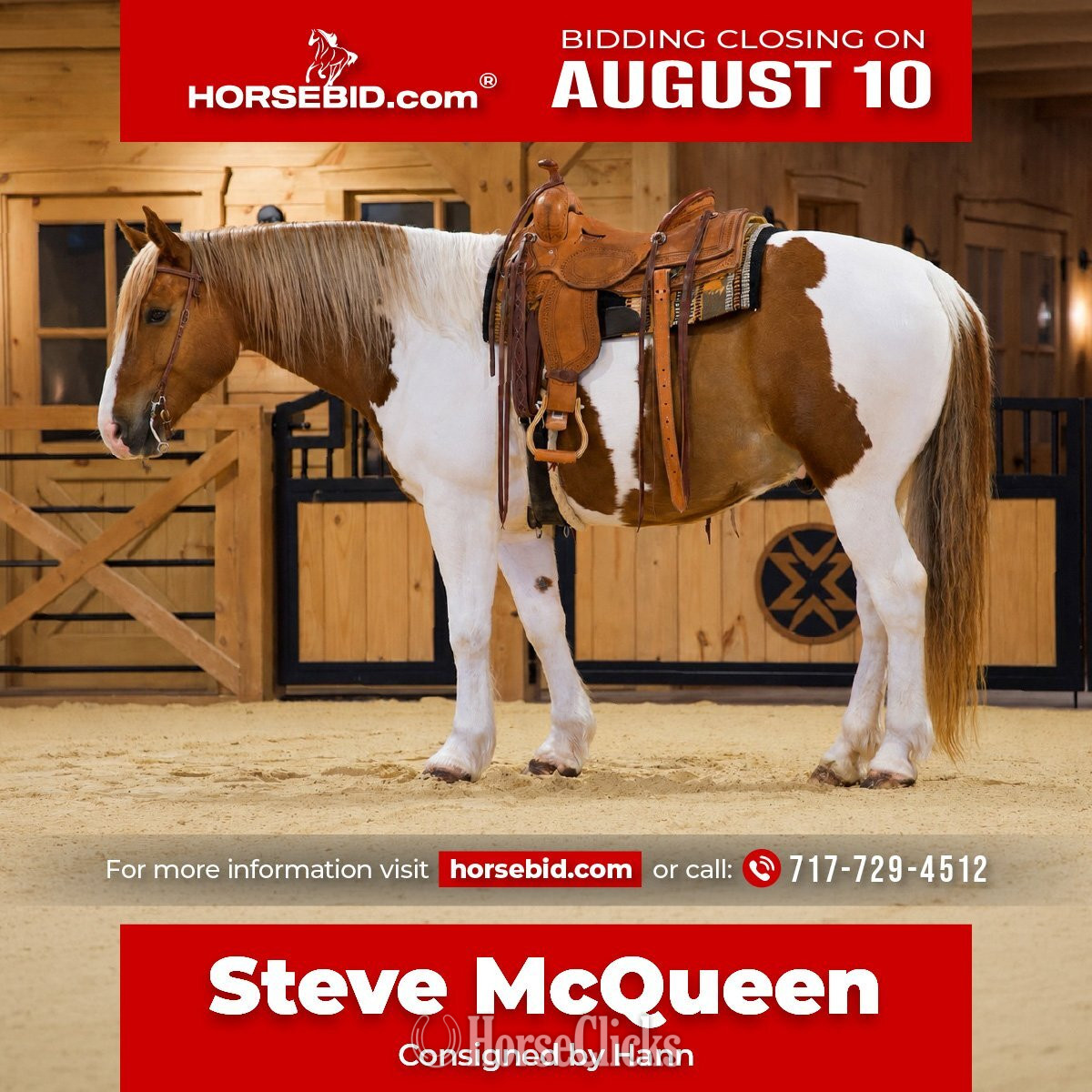 "Steve McQueen" Pinto Gelding Belgian in Pennsylvania