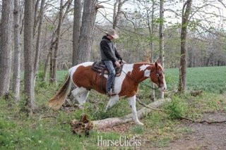 "Steve McQueen" Pinto Gelding Belgian