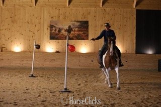 Pennsylvania "Steve McQueen" Pinto Gelding Belgian