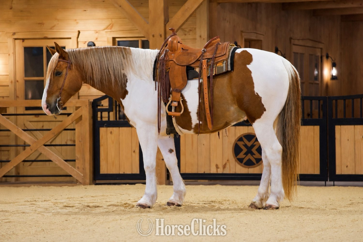 "Steve McQueen" Pinto Gelding Belgian - Belgian in Pennsylvania