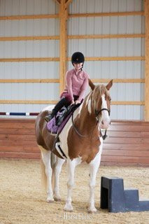 "Steve McQueen" Pinto Gelding Belgian - Belgian