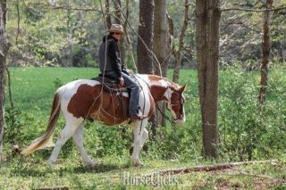 Belgian - "Steve McQueen" Pinto Gelding Belgian in Pennsylvania