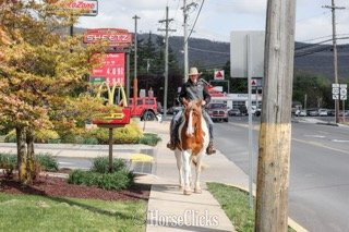 Belgian - "Steve McQueen" Pinto Gelding Belgian