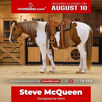 "Steve McQueen" Pinto Gelding Belgian