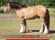 "Wolf" Buckskin Gelding Gypsy Vanner