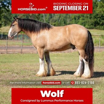"Wolf" Buckskin Gelding Gypsy Vanner