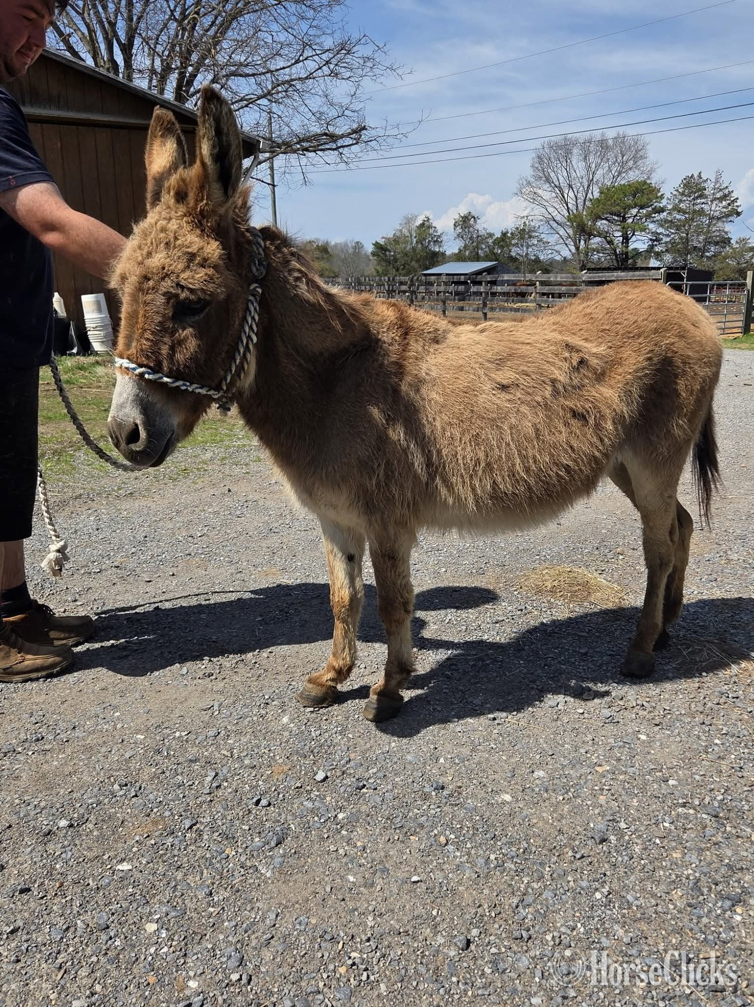 "Boone"  Gelding Donkey