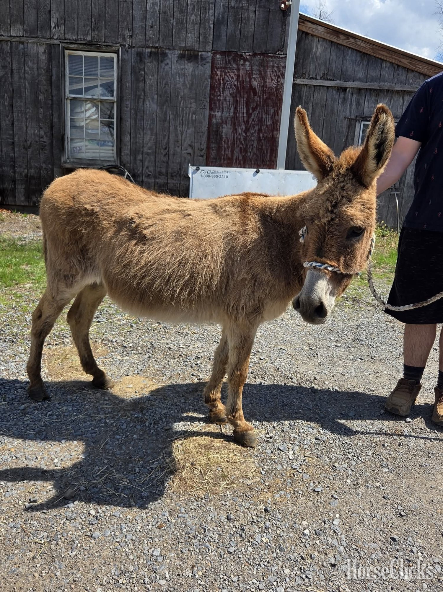 California "Boone"  Gelding Donkey