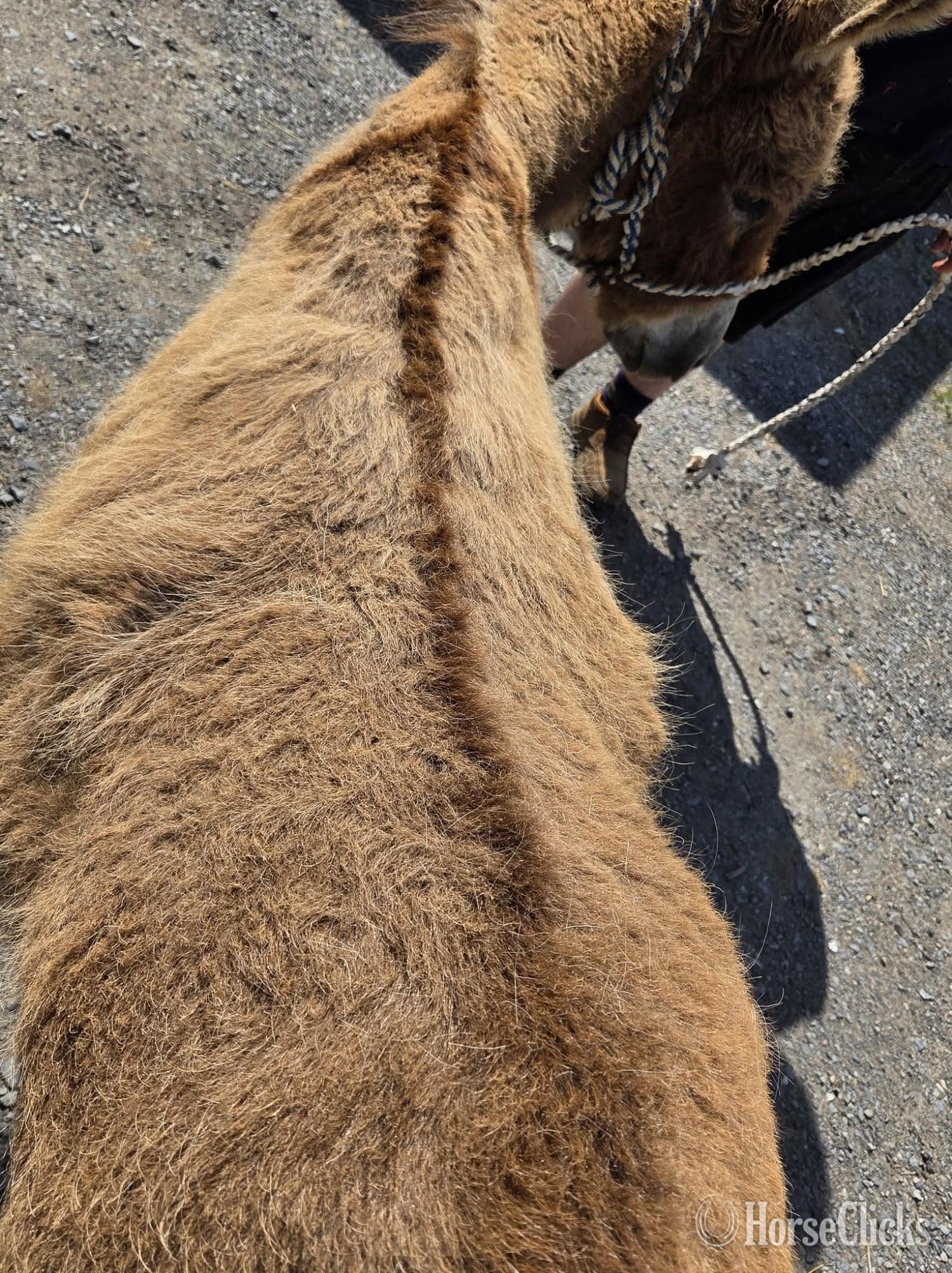 "Boone"  Gelding Donkey - Donkey in California