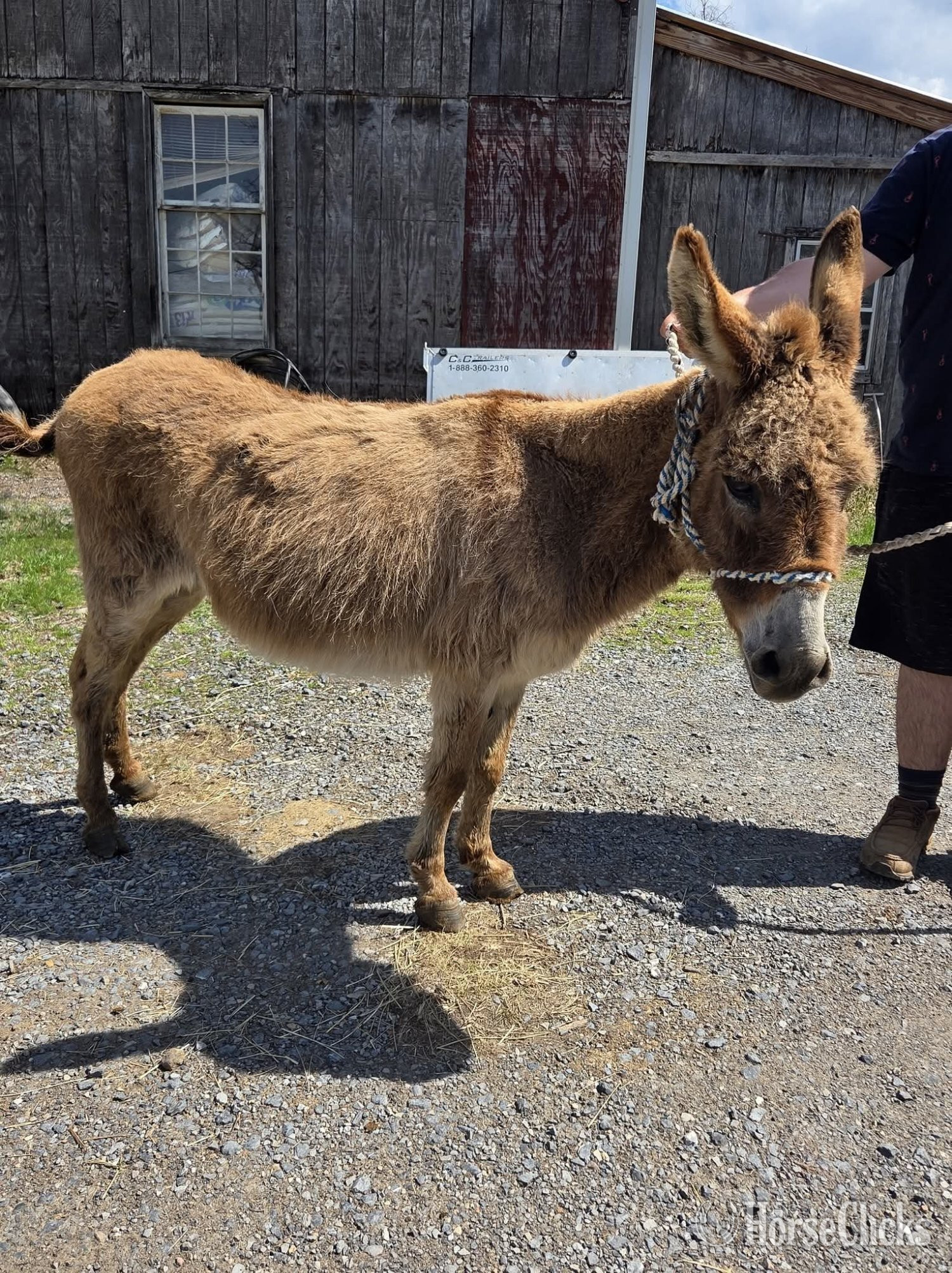 "Boone"  Gelding Donkey - Donkey