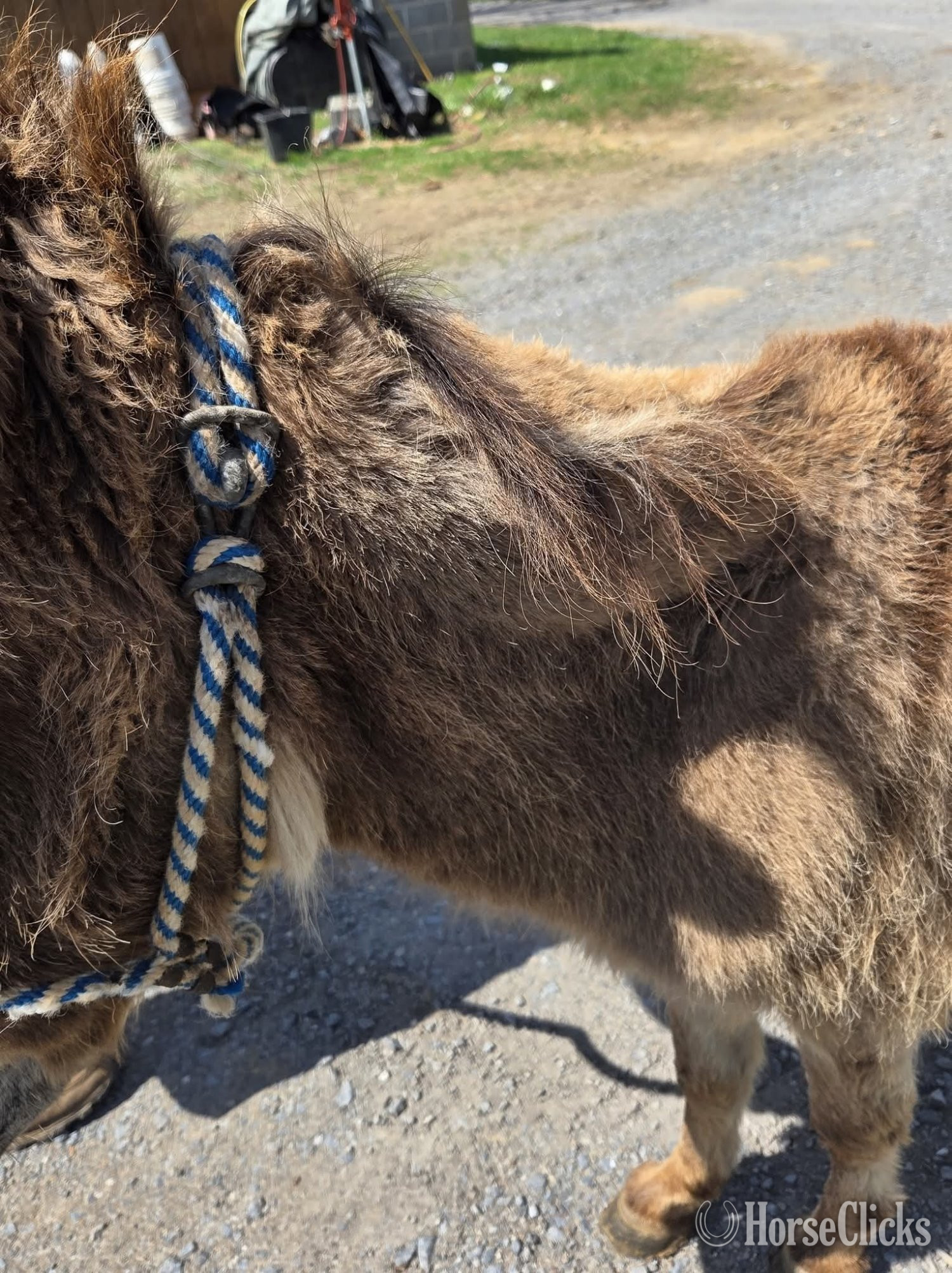 "Boone"  Gelding Donkey California